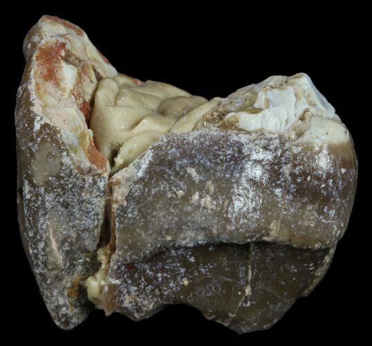Hyracodon (Running Rhino) Tooth - South Dakota #60941